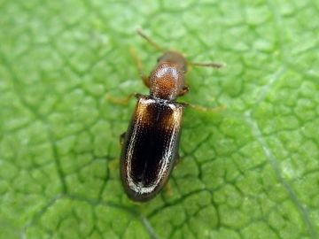 Lissodema denticolle