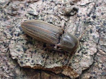 Agriotes lineatus