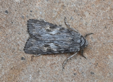 Scotochrosta pulla