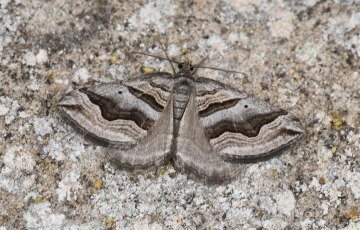 Scotopteryx peribolata