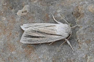 Simyra albovenosa