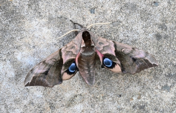 Smerinthus ocellata