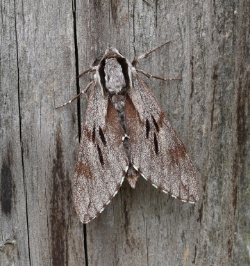 Sphinx pinastri
