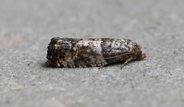 Spilonota laricana