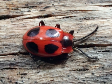 Endomychus coccineus