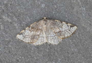 Stegania trimaculata