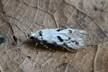 Stenolechiodes pseudogemmellus