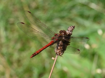 Sympetrum striolatum