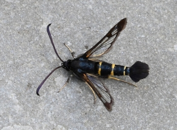 Synanthedon flaviventris