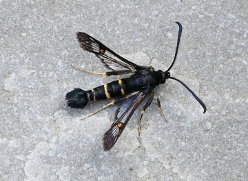 Synanthedon flaviventris