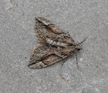 Thera cupressata