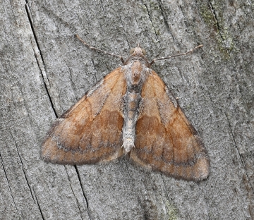 Thera obeliscata