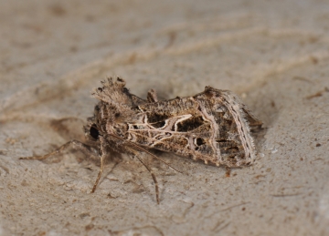 Noctuidae: Thysanoplusia daubei