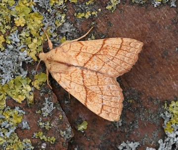 Tiliacea citrago