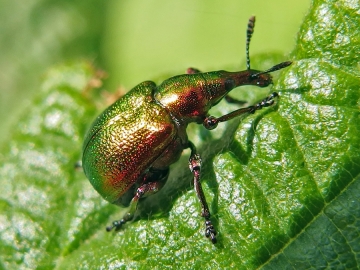 Byctiscus betulae