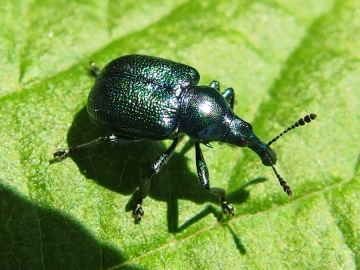 Byctiscus betulae
