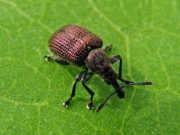 Rhynchites cupreus