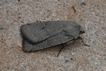 Xestia xanthographa
